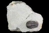 Bargain, Gerastos Trilobite Fossil - Morocco #69117-1